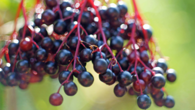 elderberry:-the-all-natural,-immune-boosting-superfood